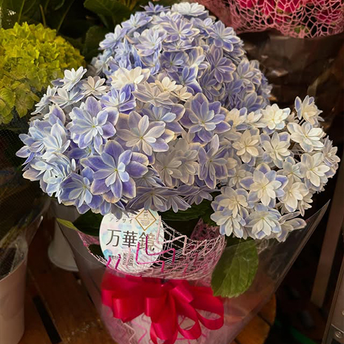 紫陽花