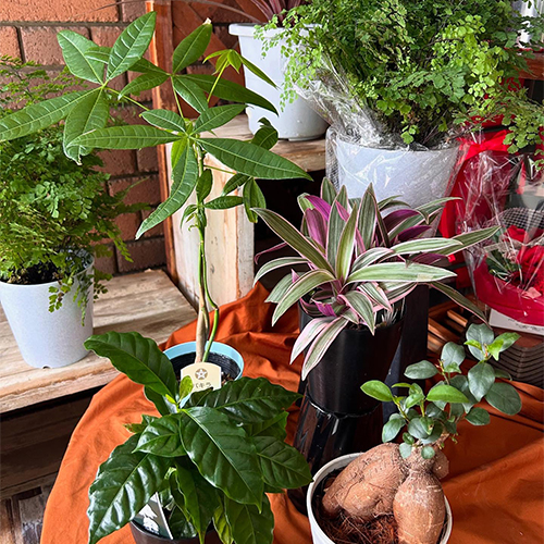 観葉植物